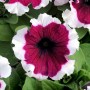 Dreams Burgundy Picotee5